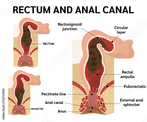 RECTUM AND ANAL CANAL,ANATOMY OF ANAL CANAL