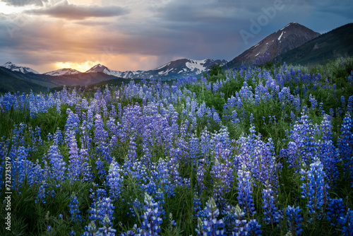 Lupine Field