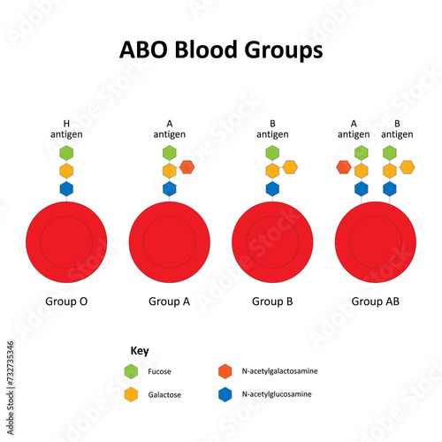ABO Blood Groups and Red Blood Cell Antigens