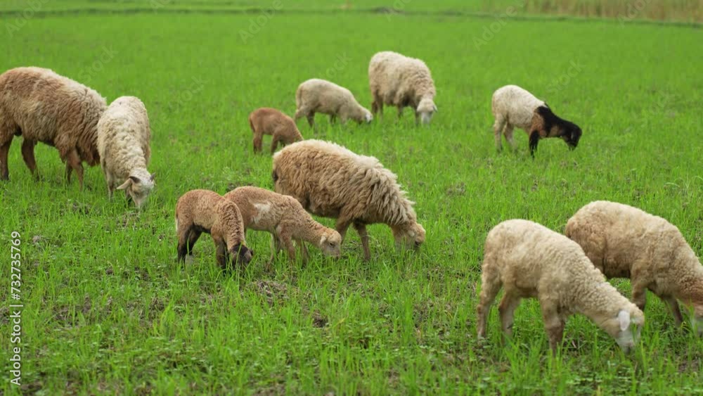 A flock of fluffy sheep peacefully grazing in a lush green field, embodying the harmony of nature and agriculture in perfect balance A flock of fluffy sheep peacefully grazing in a lush green field, embodying the harmony of nature and agriculture in perfect balance
