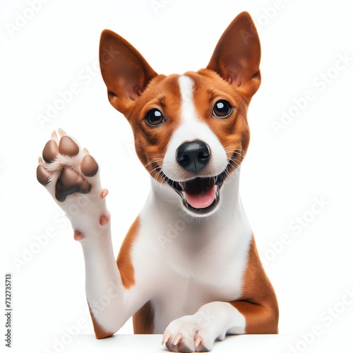 Playful Basenji Dog Waving Paw © Raad