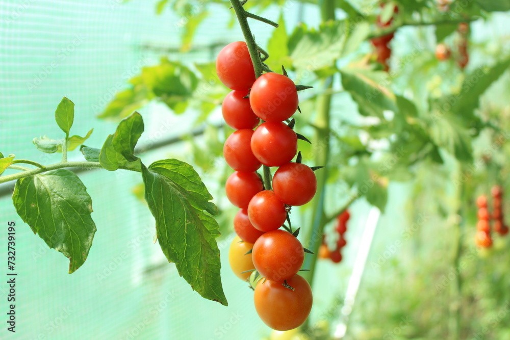Tomato, branch with tomatoes. Harvest of small red cherry tomatoes. ripe tomato