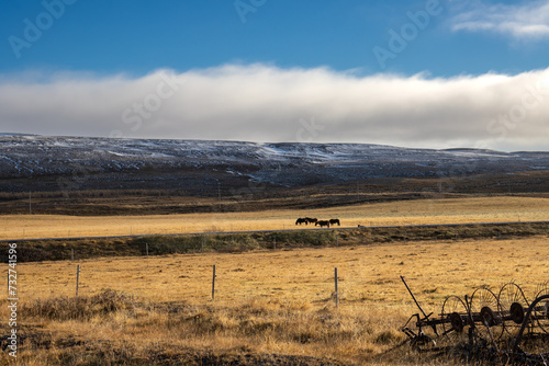 Fototapeta Naklejka Na Ścianę i Meble -  Horses on a pasture, Iceland