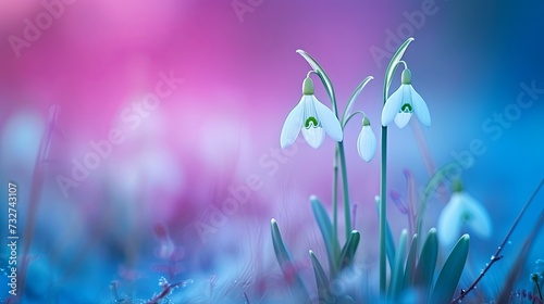 Snowdrop grow in a field in a clearing. The first beautiful flowers bloom in spring. Nature background. Illustration for cover  card  postcard  interior design  decor or print.