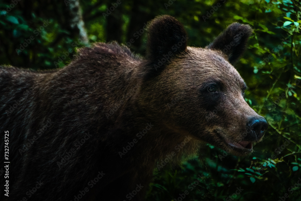 Big brown bear looking from the bushes, Transfagarasan road, Romania