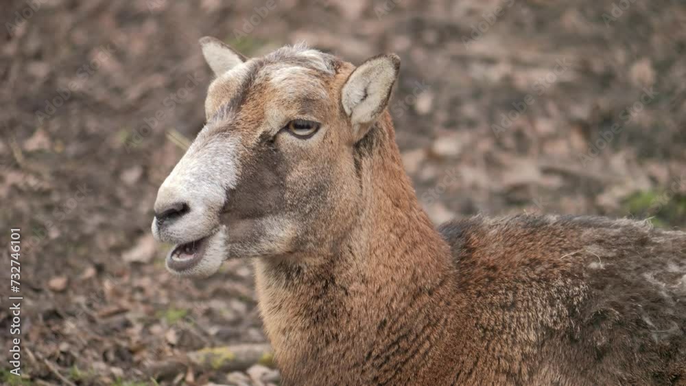 Mouflon in winter. Mouflon Ram. European mouflon. Mouflon in winter. Mouflon Ram. European mouflon.
