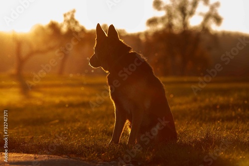 Hund im Abendlicht. Deutscher Schäferhund im Sonnenuntergang photo