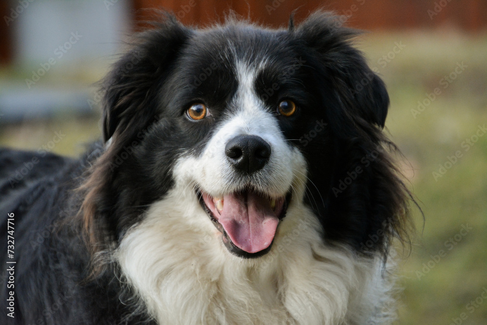 Lucky black and white border collie dog portrait