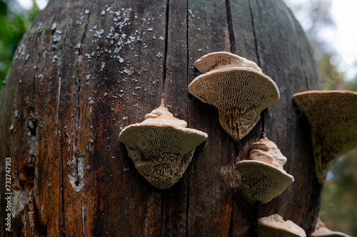 Daedalea quercina, known as the oak mazegill or maze-gill fungus. Mushrooms on wood close up. photo