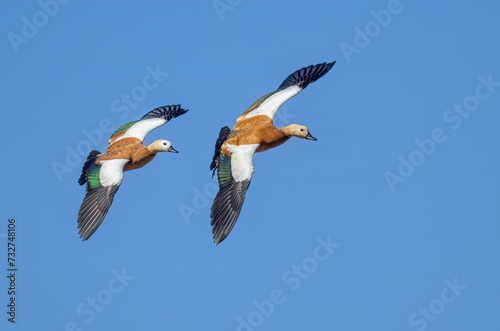 A pair of ruddy shelducks, Tadorna ferruginea, flying together in unison with spread wings, the upper wing-coverts are white, top side view, Fuerteventura, Canary Island, Spain