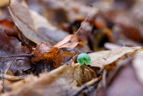mały okrągły świeży zielony listek kiełkuje i rośnie wśród jesiennych brązowych suchych liści makro bokeh
