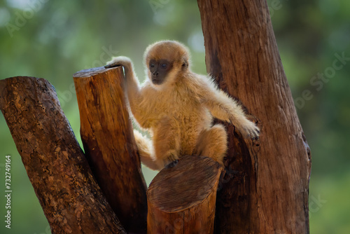 Baby Southern Muriqui monkey (Brachyteles arachnoides) photo