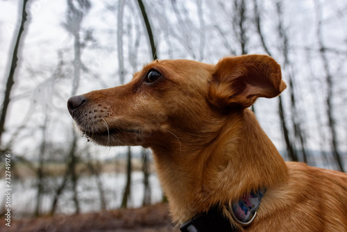 mały rudy pies w lesie widoczna głowa z boku photo
