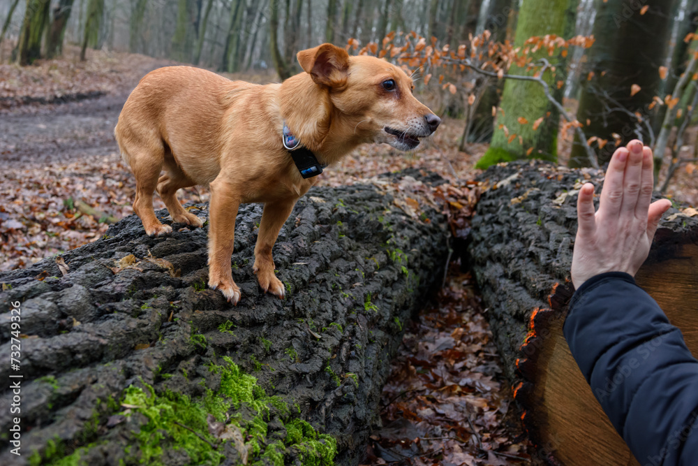 mały rudy pies w lesie zatrzymany przez widoczną rękę - obrazy, fototapety, plakaty 