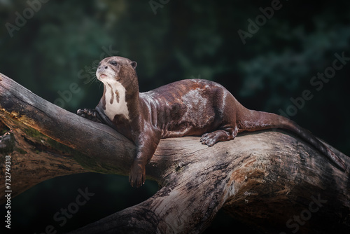 Giant River Otter (Pteronura brasiliensis) photo