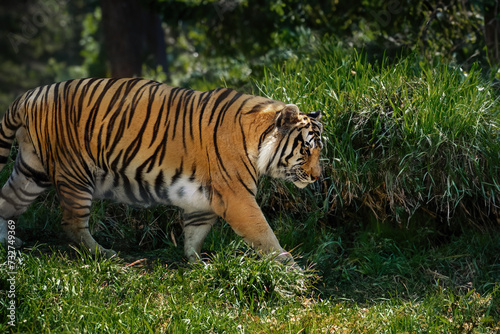 Bengal Tiger  Panthera tigris tigris 