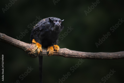 Golden-handed Tamarin monkey (Saguinus midas)