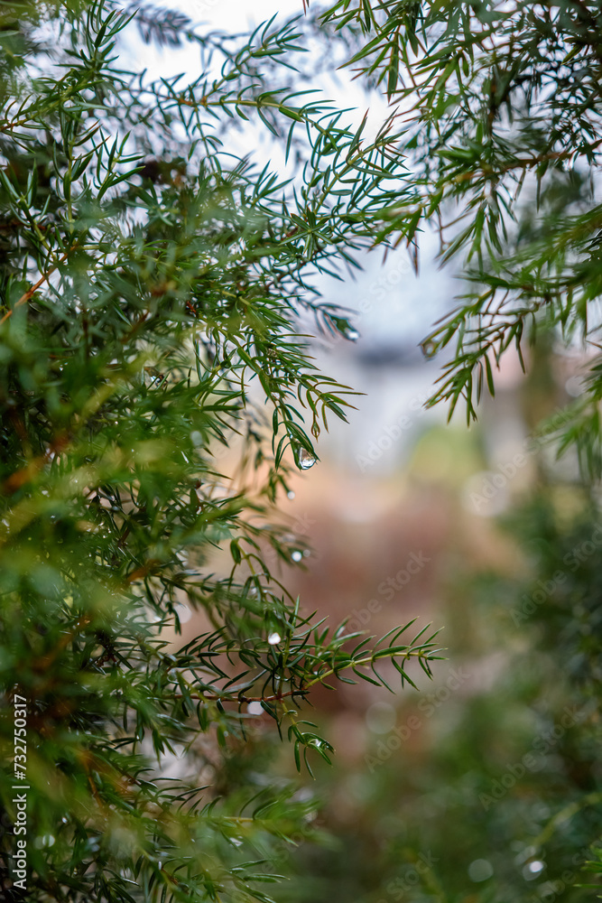 Fototapeta premium zbliżenie na gałęzie jałowca z rosą wodą w tle niebieskie niebo
