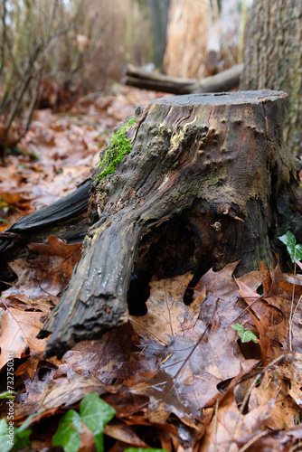 stary konar bez kory wyciętego drzewa wśród jesiennych liści bokeh