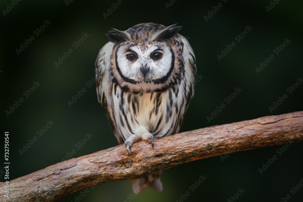 Obraz premium Striped Owl (Asio clamator) - Bird of Prey