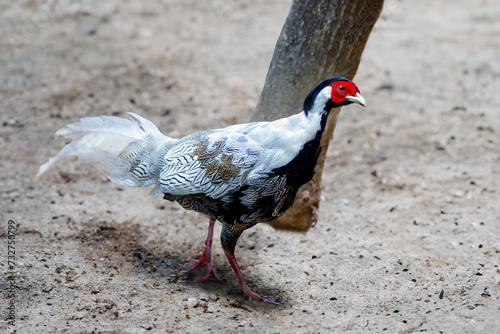 Male Silver Pheasant (lophura nycthemera)