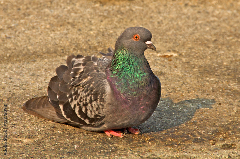 Rock Pigeon sitting on pavement in Carmel and are extremely common in California