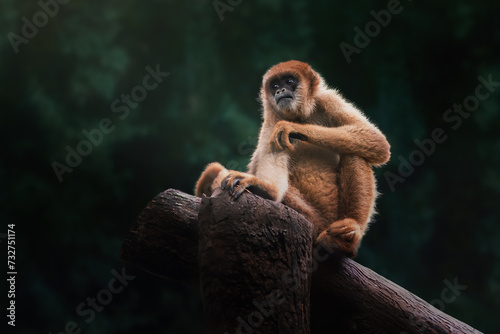 Quadro em tela Southern Muriqui monkey (Brachyteles arachnoides) or Woolly Spider Monkey