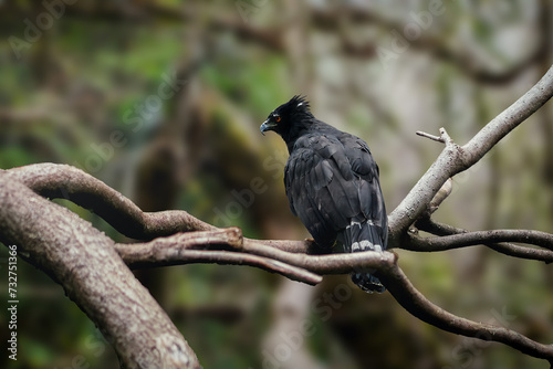 Black Hawk-eagle (Spizaetus tyrannus)