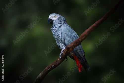 Grey Parrot (Psittacus erithacus) or Congo African Grey Parrot photo