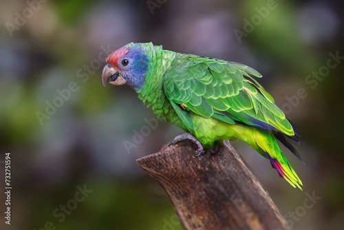 Obraz na płótnie Red-tailed Amazon parrot (Amazona brasiliensis) w salonie