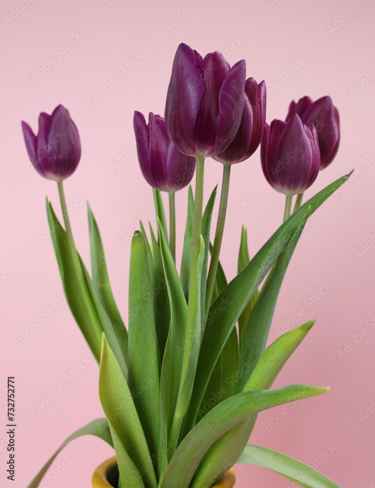 Fototapeta premium bouquet of purple tulips