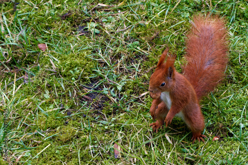 A red squirrel living in the city.