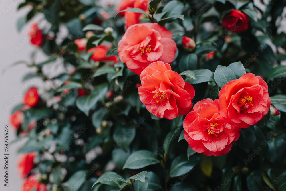 Beautiful pink Camellia flowers in a garden.