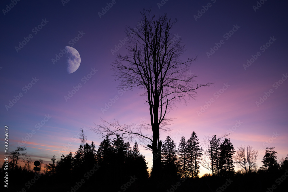 Night landcscape with trees silhouettes and moon on late evening sky