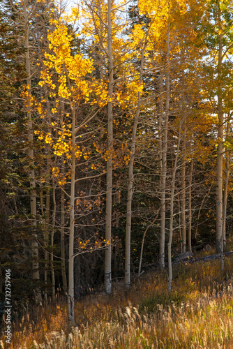 Quaking Aspen (Populus tremuloides) in fall color