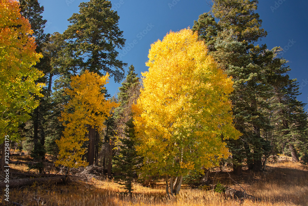 Naklejka premium Quaking Aspen (Populus tremuloides) in fall color
