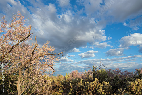 Saguaro cactus (Carnegiea gigantea) and Desert Ironwood  (Olneya tesota) in spring bloom photo