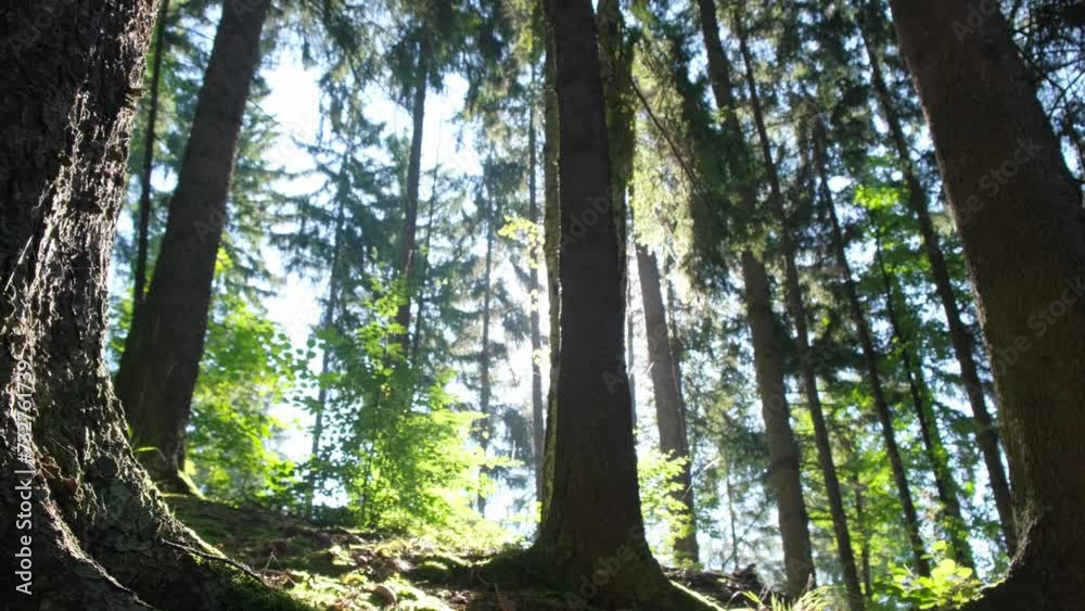 Sunlit forest grove, a beautiful natural landscape. Sunlit forest grove, a beautiful natural landscape.