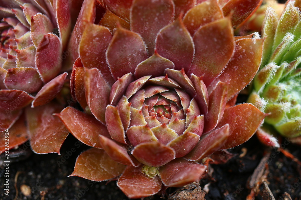 Volkmar Schara rojnik sempervivum Volkmar Schara rojnik sempervivum