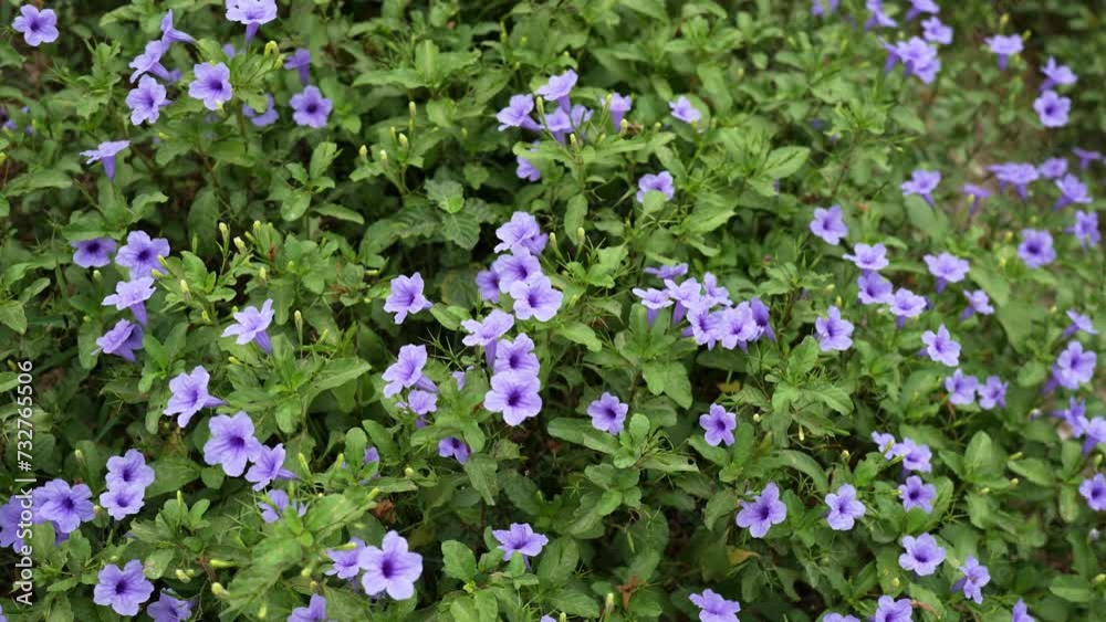 Ruellia tuberosa, also known as minnieroot, fever root, snapdragon root, and sheep potato, is a species of flowering plant in the family Acanthaceae Ruellia tuberosa, also known as minnieroot, fever root, snapdragon root, and sheep potato, is a species of flowering plant in the family Acanthaceae