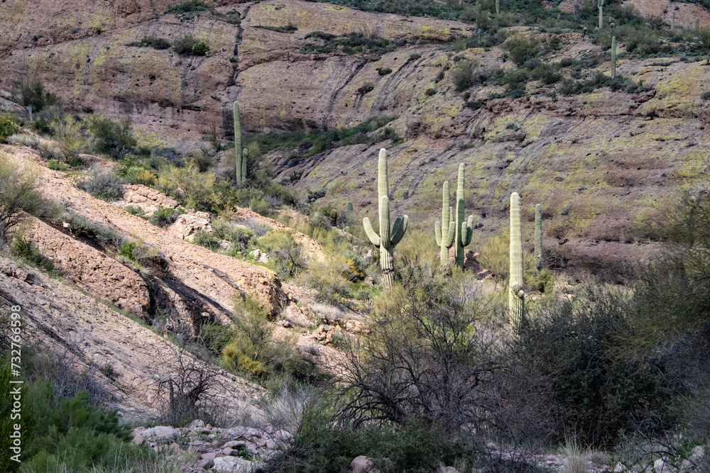 Canyon in the Arizona sonoran desert