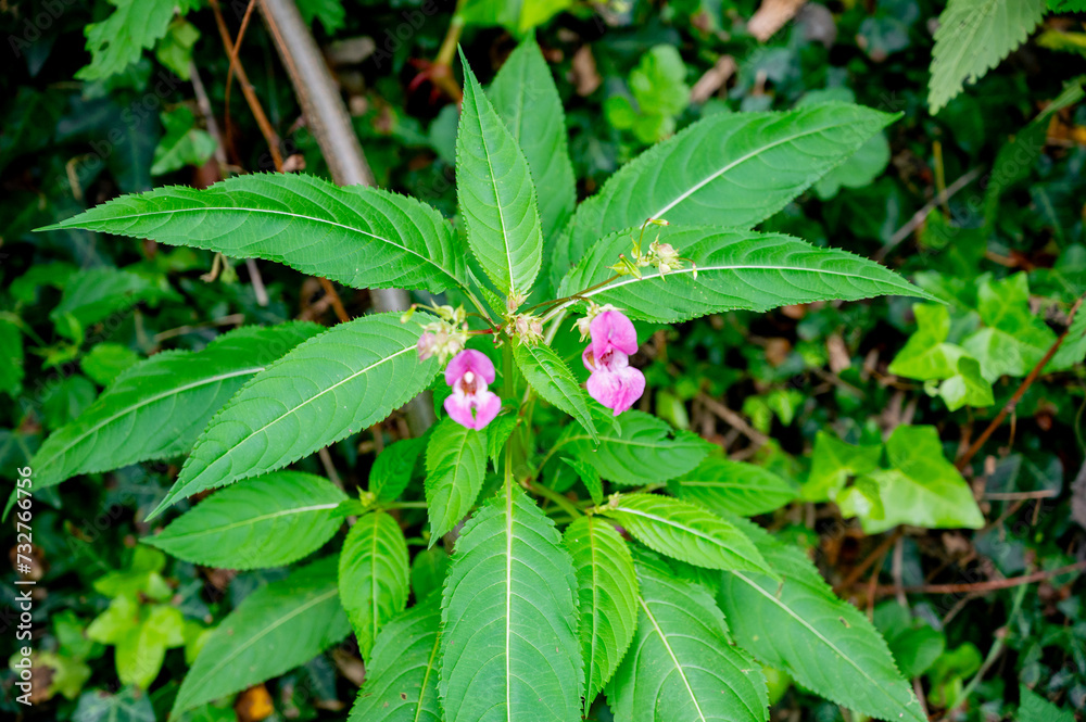 Impatiens glandulifera blooms in September. Impatiens glandulifera blooms in September.
