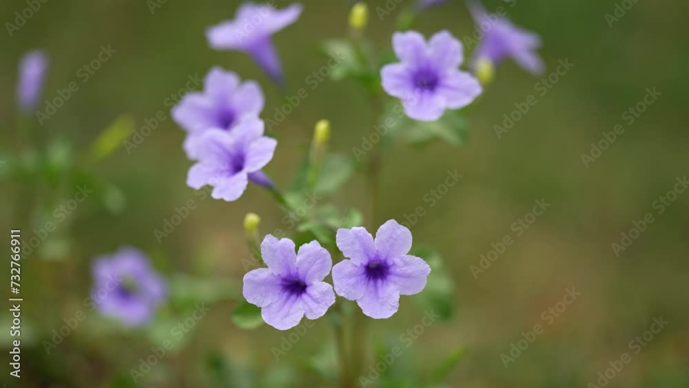 Ruellia tuberosa, also known as minnieroot, fever root, snapdragon root, and sheep potato, is a species of flowering plant in the family Acanthaceae Ruellia tuberosa, also known as minnieroot, fever root, snapdragon root, and sheep potato, is a species of flowering plant in the family Acanthaceae