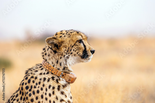 Canvas Print Profile view of the looking forward adult cheetah (Acinonyx jubatus) with a tracking collar