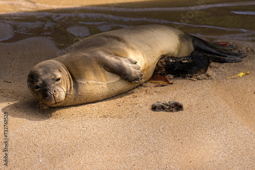 Hawaiian Monk Seal Endangered Species near Lahaina, Maui, Hawaii