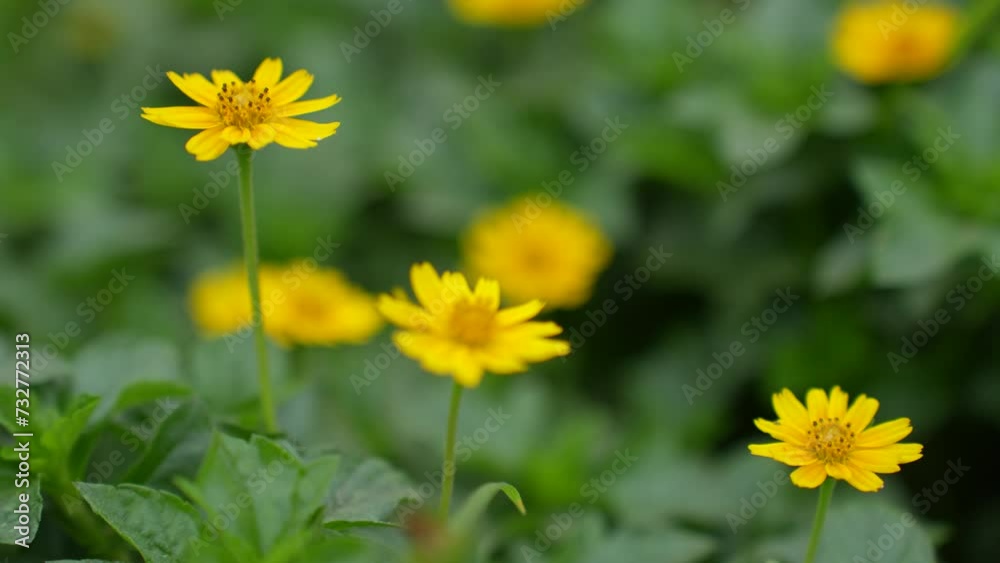 Yellow wild flowers. Sphagneticola trilobata, commonly known as the Bay Biscayne creeping-oxeye, merigold Singapore daisy, creeping-oxeye, trailing daisy, and wedelia.