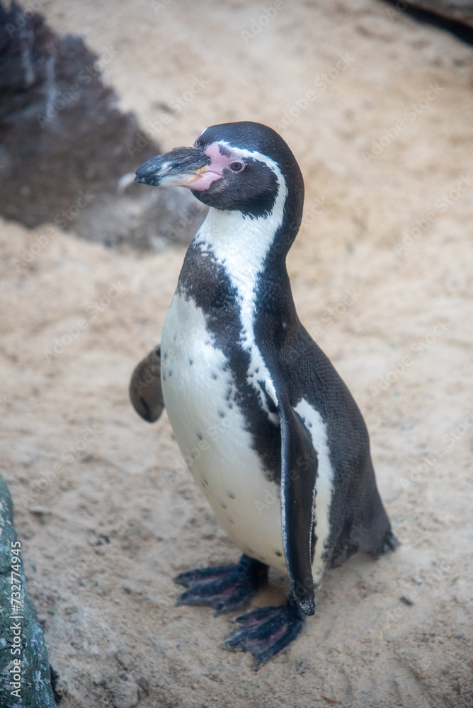 Naklejka premium Penguin on the rocks at Colchester Zoo