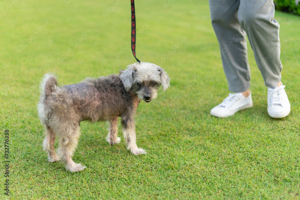 The owner is taking the dog for a walk in the park by tying a leash to prevent loss. Lady playing with old dog. Adopted, Hugs and kiss, Care, Friendship, Casual style, Happy, Positive. The owner is taking the dog for a walk in the park by tying a leash to prevent loss. Lady playing with old dog. Adopted, Hugs and kiss, Care, Friendship, Casual style, Happy, Positive.
