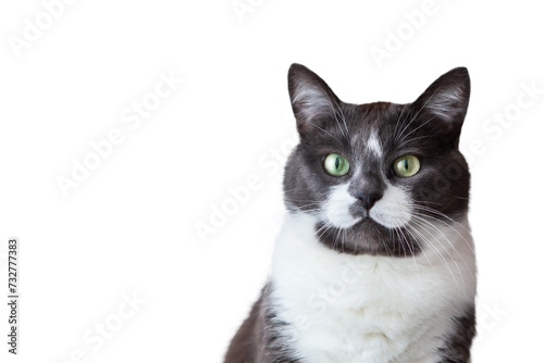 Portrait of a charming, elegant, very beautiful gray-white cat.