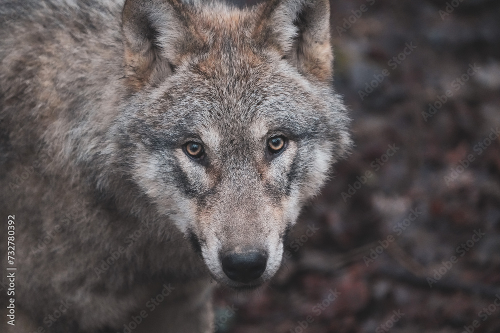 gray wolf portrait gray wolf portrait